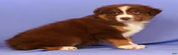 Miniature Australian Shepherd dogs for sale: Austin - Ad 4