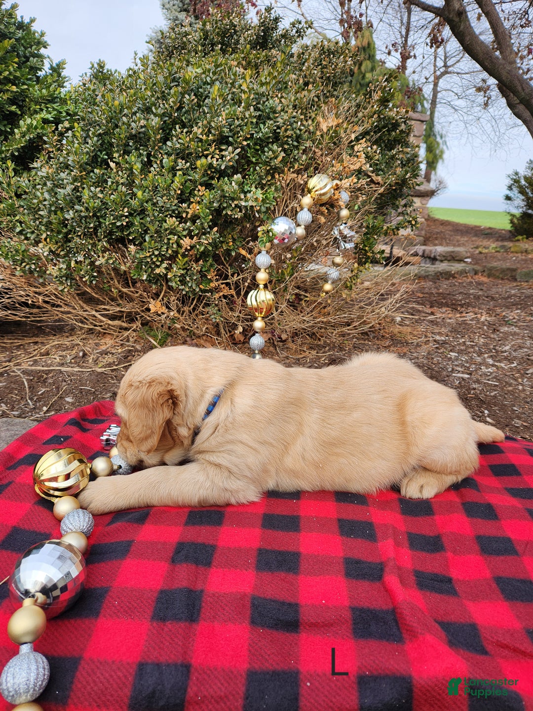 Golden Retriever dogs for sale: Lars - Ad 2