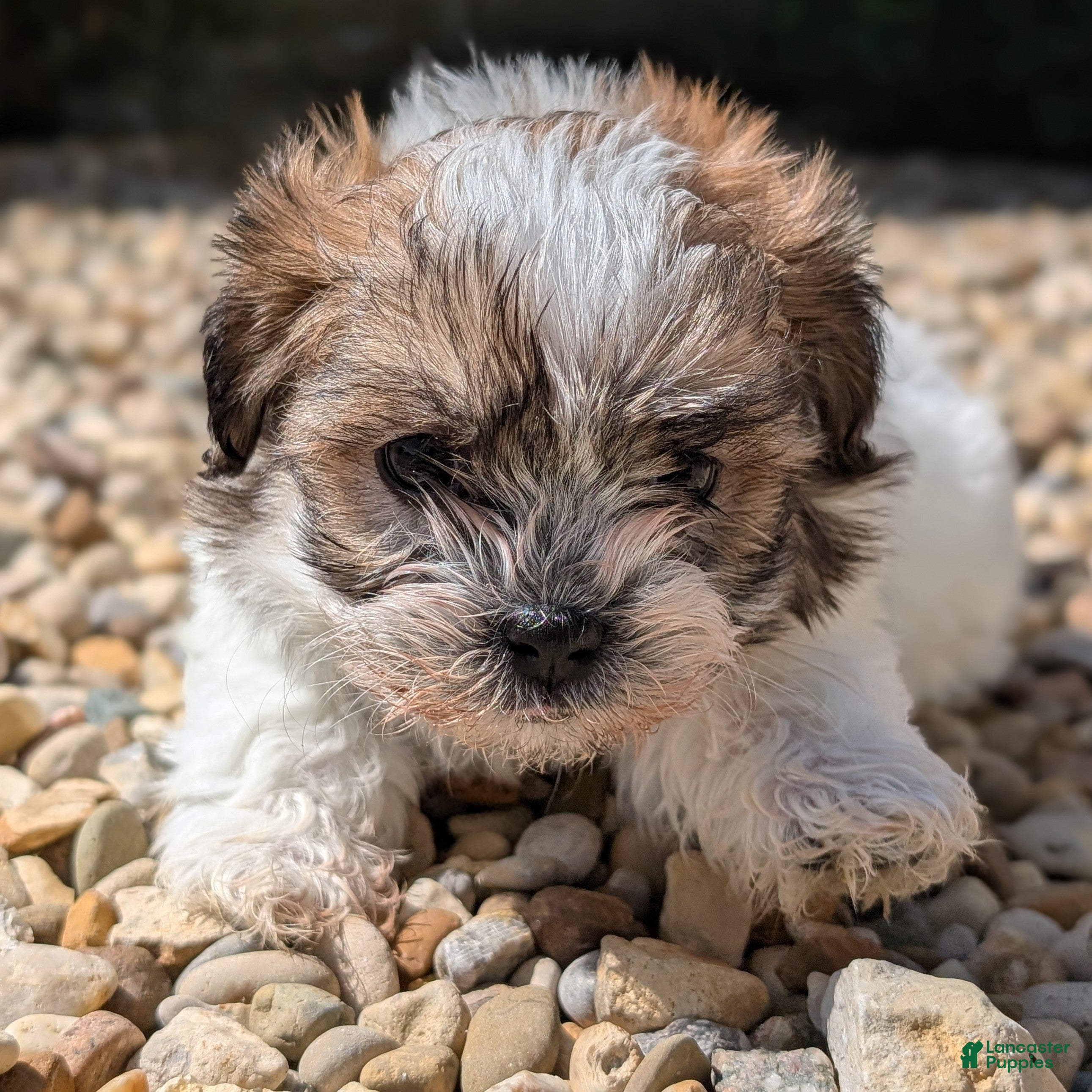 Teddy Bear dogs Summer - Ad 16