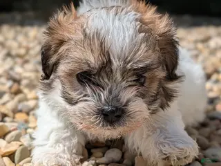 Teddy Bear dogs Summer - Ad 16