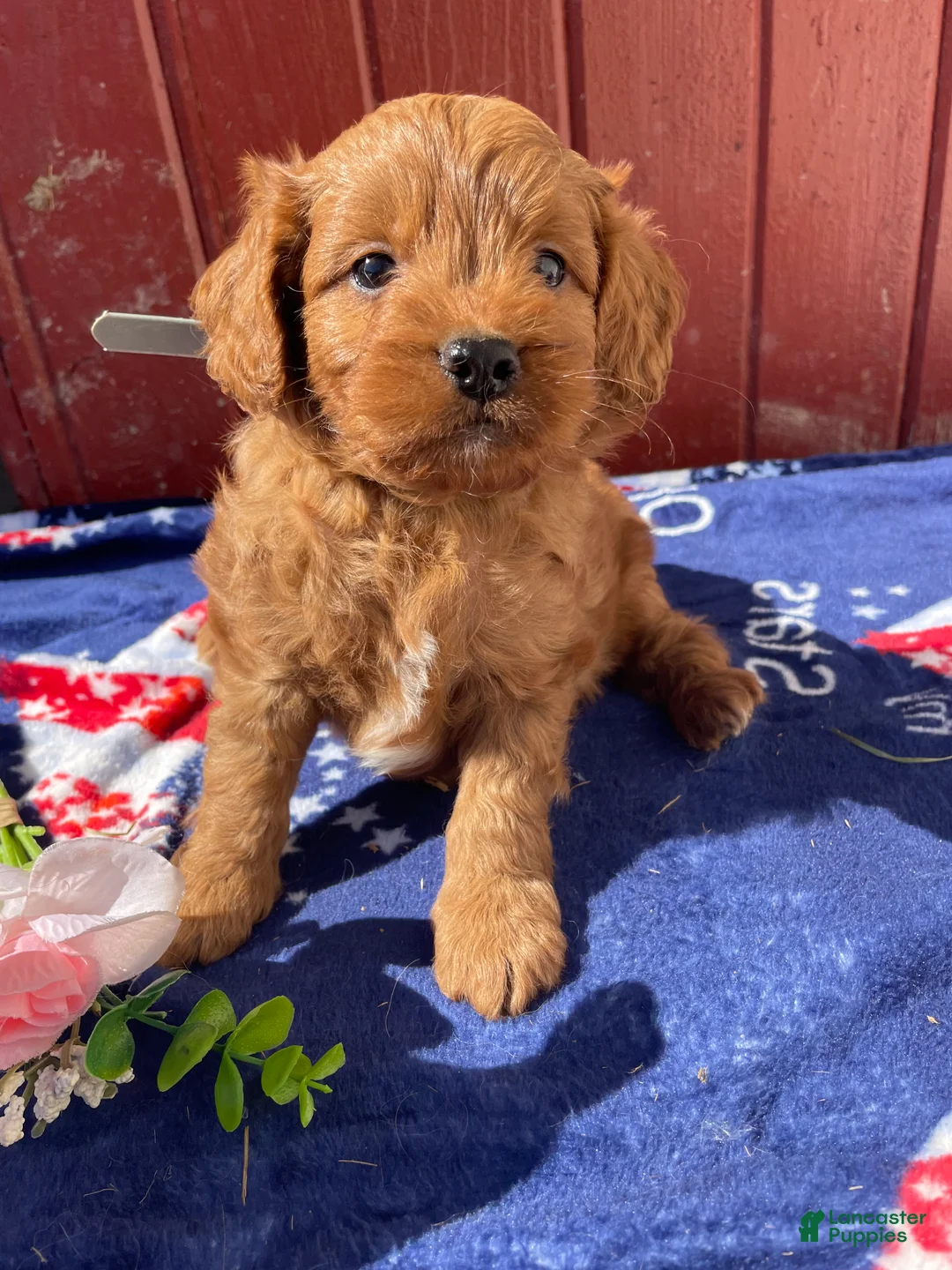 Mini Goldendoodle dogs for sale: Goldie - Ad 2