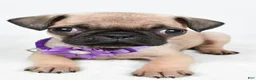 Pug dogs for sale: Avery - Ad 4