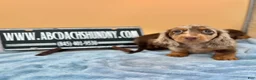 Miniature Dachshund dogs for sale: Full AKC dapple - Ad 7
