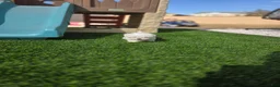 Maltese dogs for sale: Quinn - Ad 3