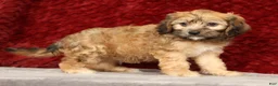 Cavapoo dogs for sale: Kenton - Ad 4