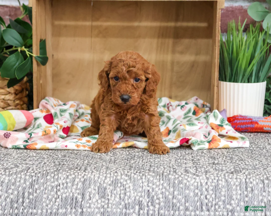 Miniature Poodle dogs for sale: Adeline - Ad 2