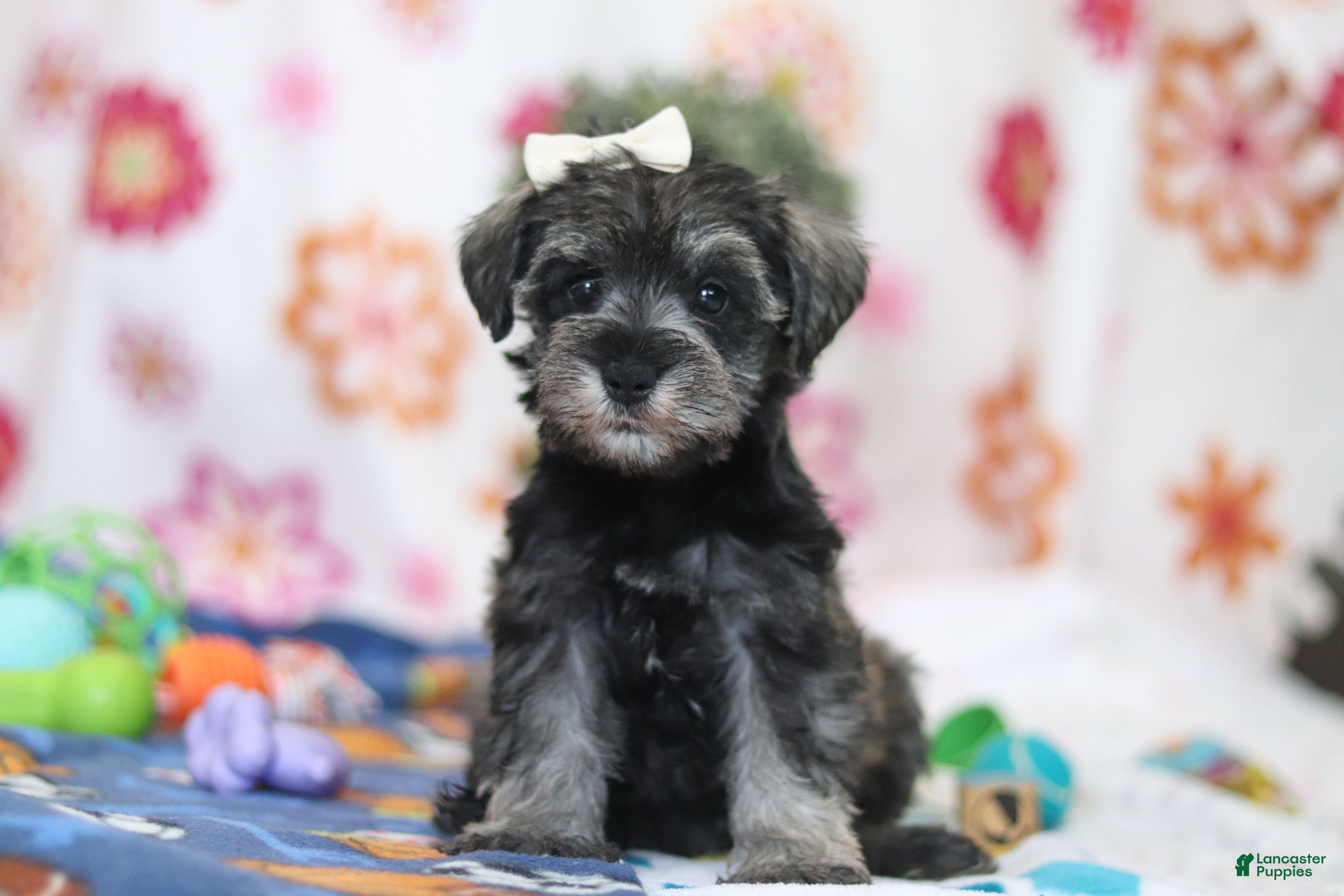 Miniature Schnauzer dogs Navy - Ad 1