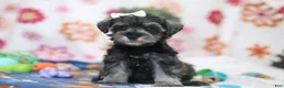 Miniature Schnauzer dogs for sale: Navy - Ad 1