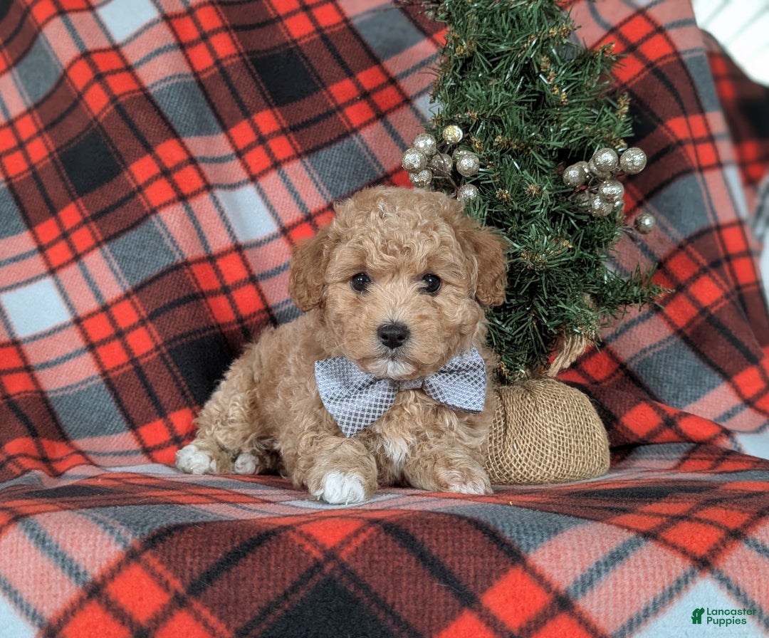 Havapoo dogs for sale: Bigsby Ready for Christmas! - Ad 6