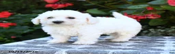 Bichon Frise dogs for sale: Octavia - Ad 5