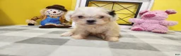 Teddy Bear dogs for sale: Clover - Ad 6