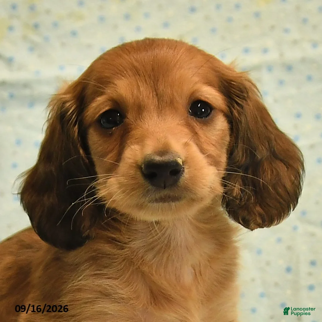 Dachshund dogs for sale: Scotty - Ad 5