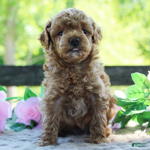 Toy Poodle dogs for sale: Tater - Ad 2