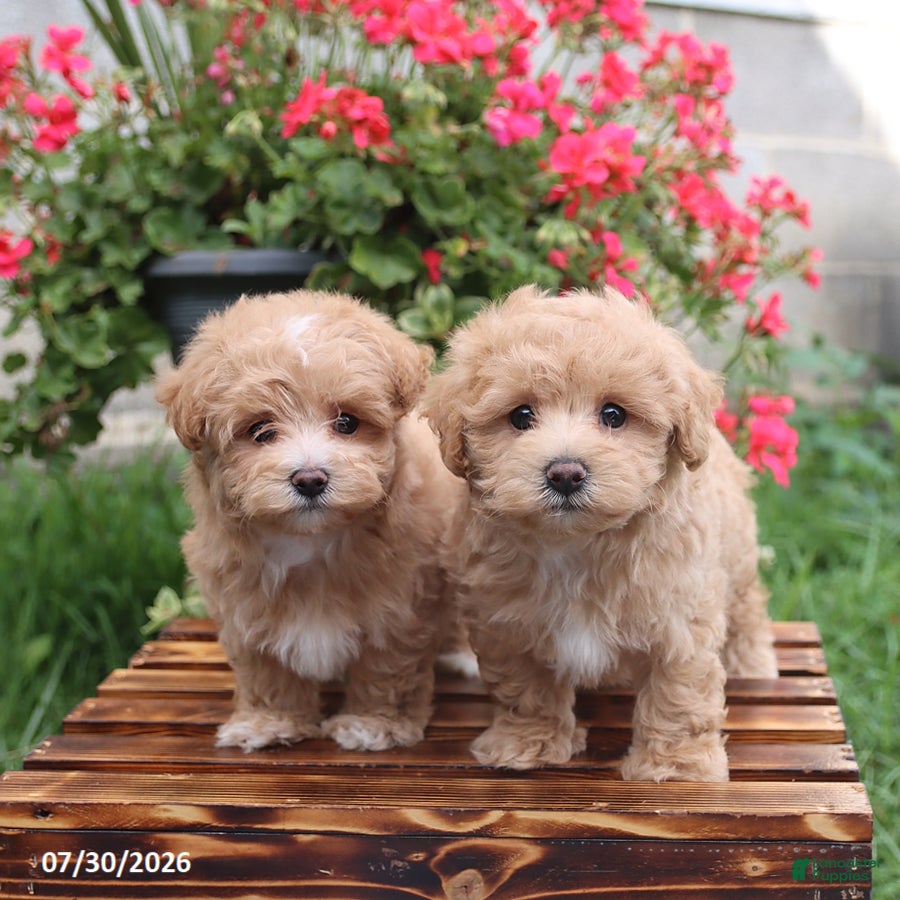 Maltipoo dogs Happy - Ad 2