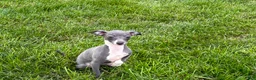 Italian Greyhound dogs for sale: Sydney  - Ad 13