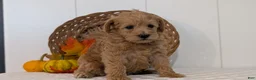 Schnoodle dogs for sale: Roxy - Ad 8