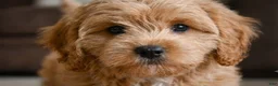 Cavapoo dogs for sale: Mark - Ad 6