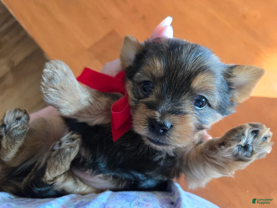 Yorkshire Terrier dogs for sale: Yorkshire Terrier Puppy 1 - Ad 3
