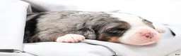 Mini Bernedoodle dogs for sale: Fletcher  - Ad 3