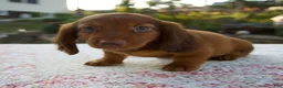 Miniature Dachshund dogs for sale: Nico - Ad 6