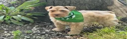 Schnauzer dogs for sale: Summer - Ad 6