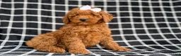Cockapoo dogs for sale: Brielle - Ad 3