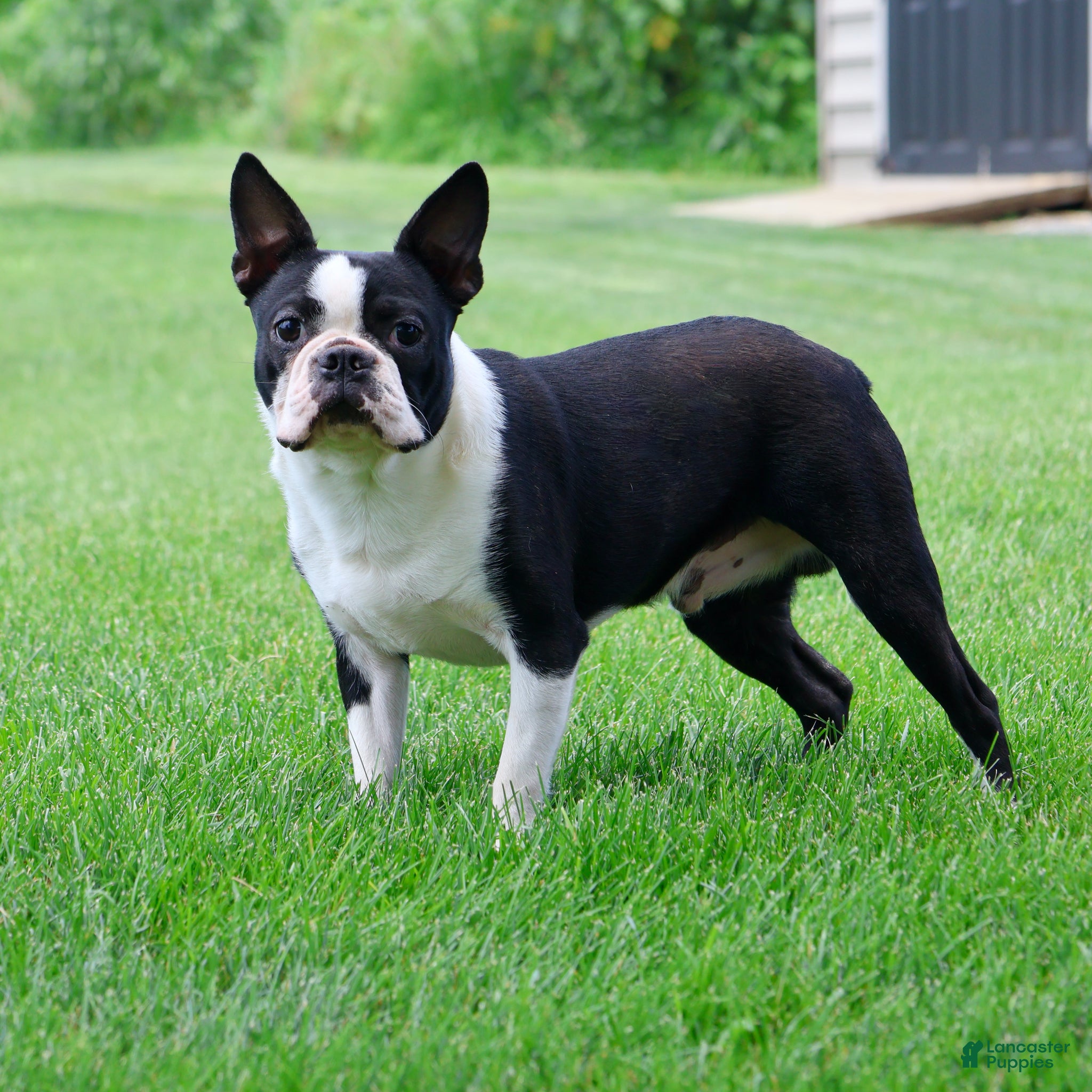 Boston Terrier dogs Winston - Ad 1