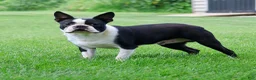 Boston Terrier dogs for stud: Winston - Ad 1