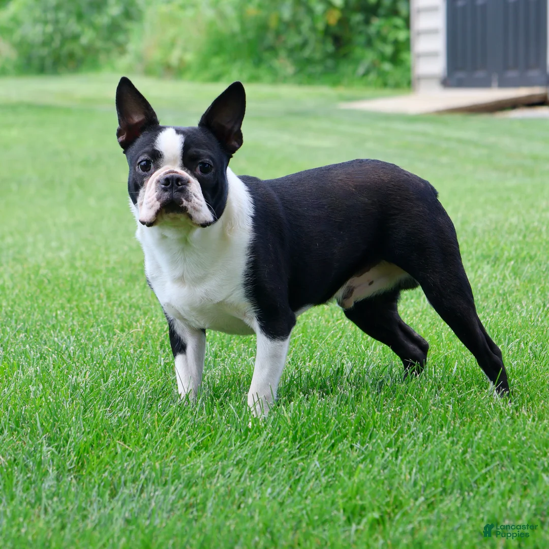 Boston Terrier dogs for stud: Winston - Ad 1
