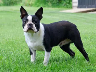 Boston Terrier dogs Winston - Ad 1