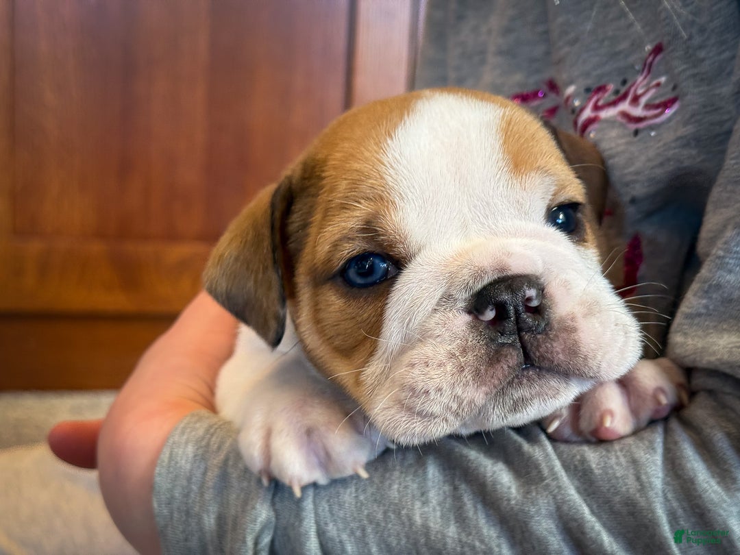 English Bulldog dogs for sale: Ralf - Ad 5