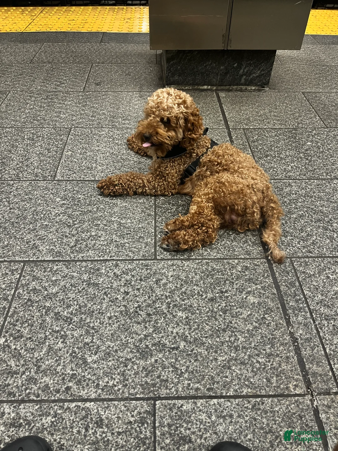 Mini Goldendoodle dogs for sale: Mini Goldendoodle Puppy 1 - Ad 12