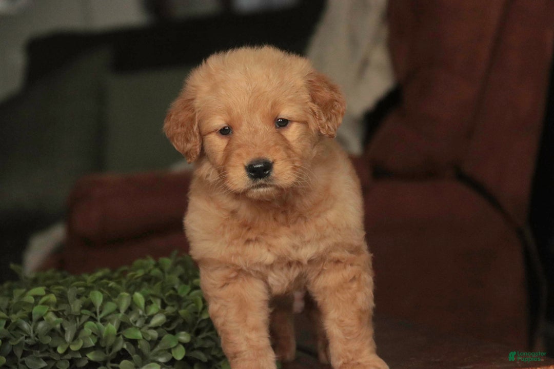 Golden Retriever dogs for sale: Sarge - AKC  - Ad 9