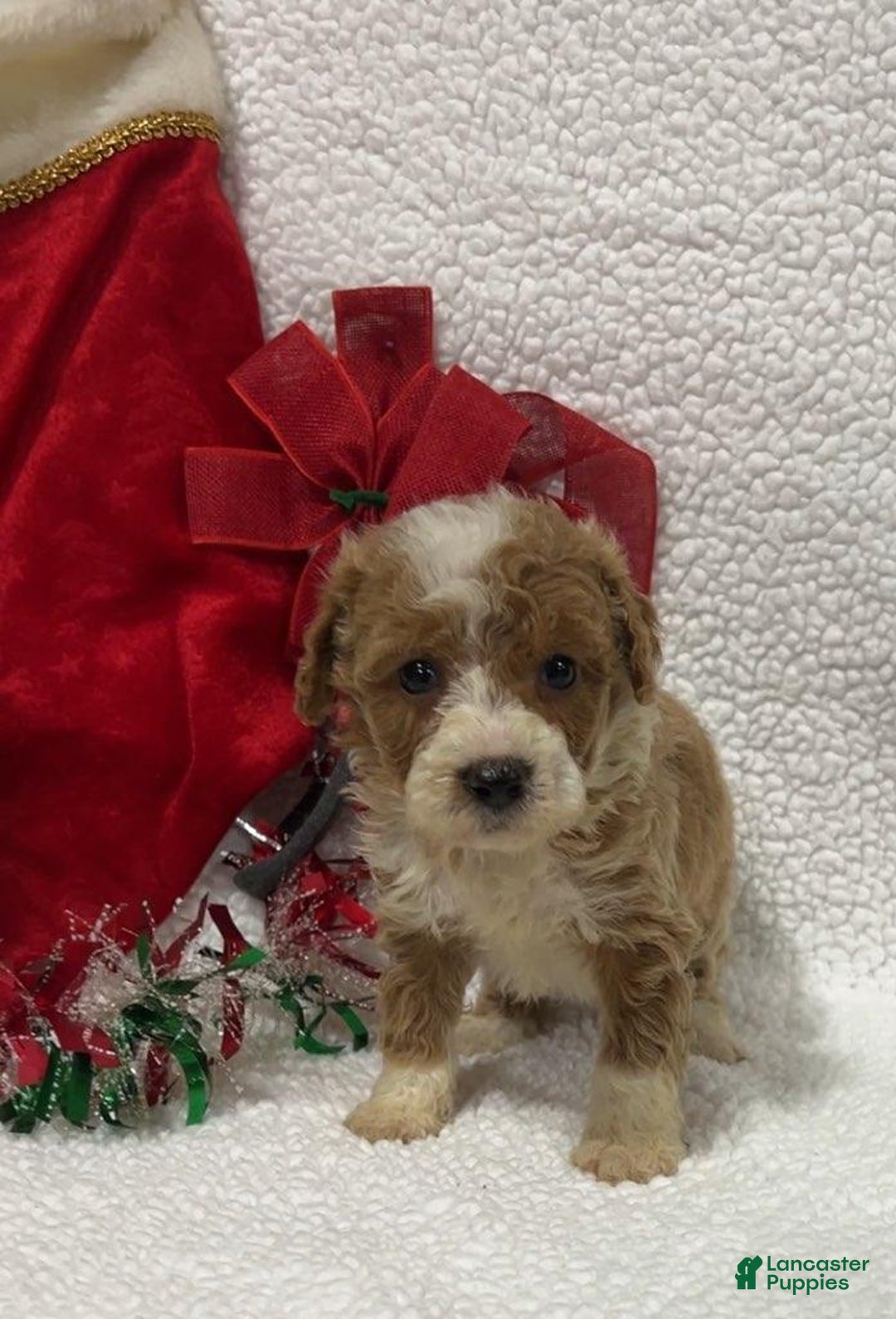 Mini Goldendoodle dogs for sale: Kayla - Ad 3