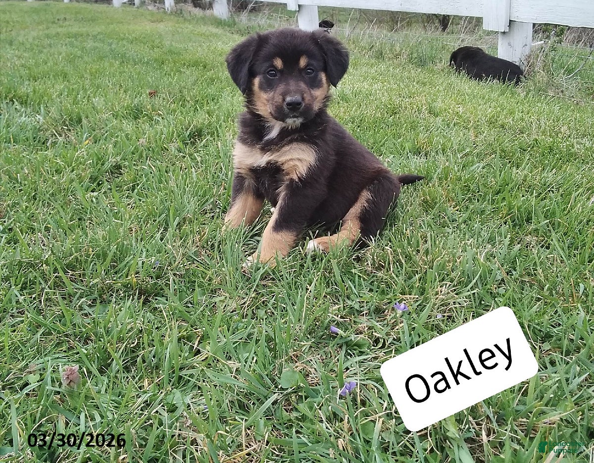 Mixed Breed dogs Oakley - Ad 1