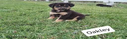 Mixed Breed dogs for sale: Oakley - Ad 4