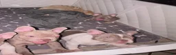 French Bulldog dogs for sale: Olivia “Vampire” Rodrigo  - Ad 7