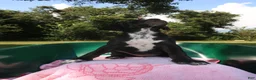 Mixed Breed dogs for sale: Mystic - Ad 2