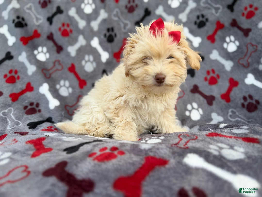 Havapoo dogs for sale: Faith - Ad 9