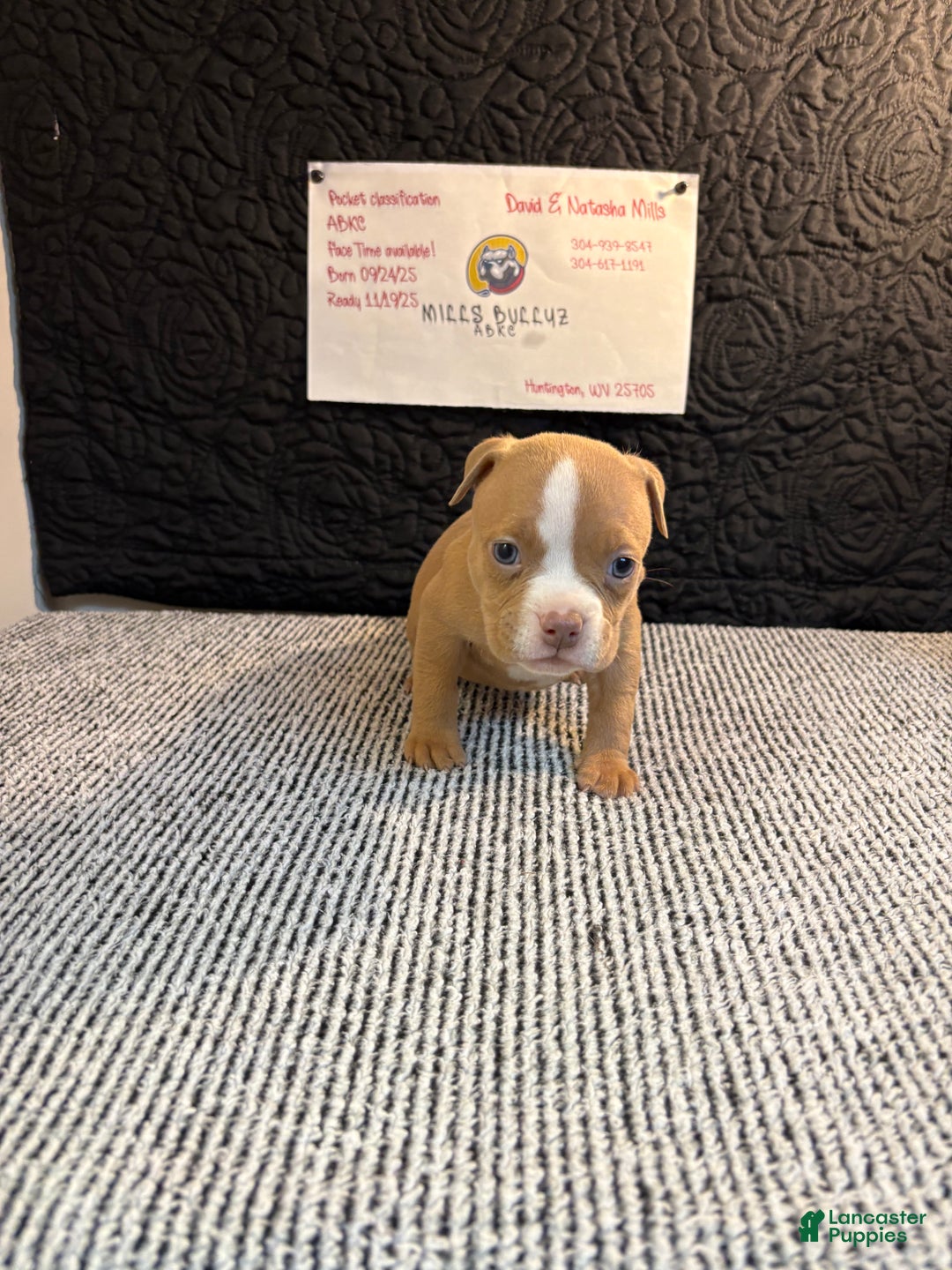 American Bully dogs for sale: Caramel  - Ad 3