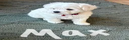 Maltese dogs for sale: Max - Ad 1