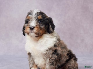Mini Bernedoodle dogs - Ad 4