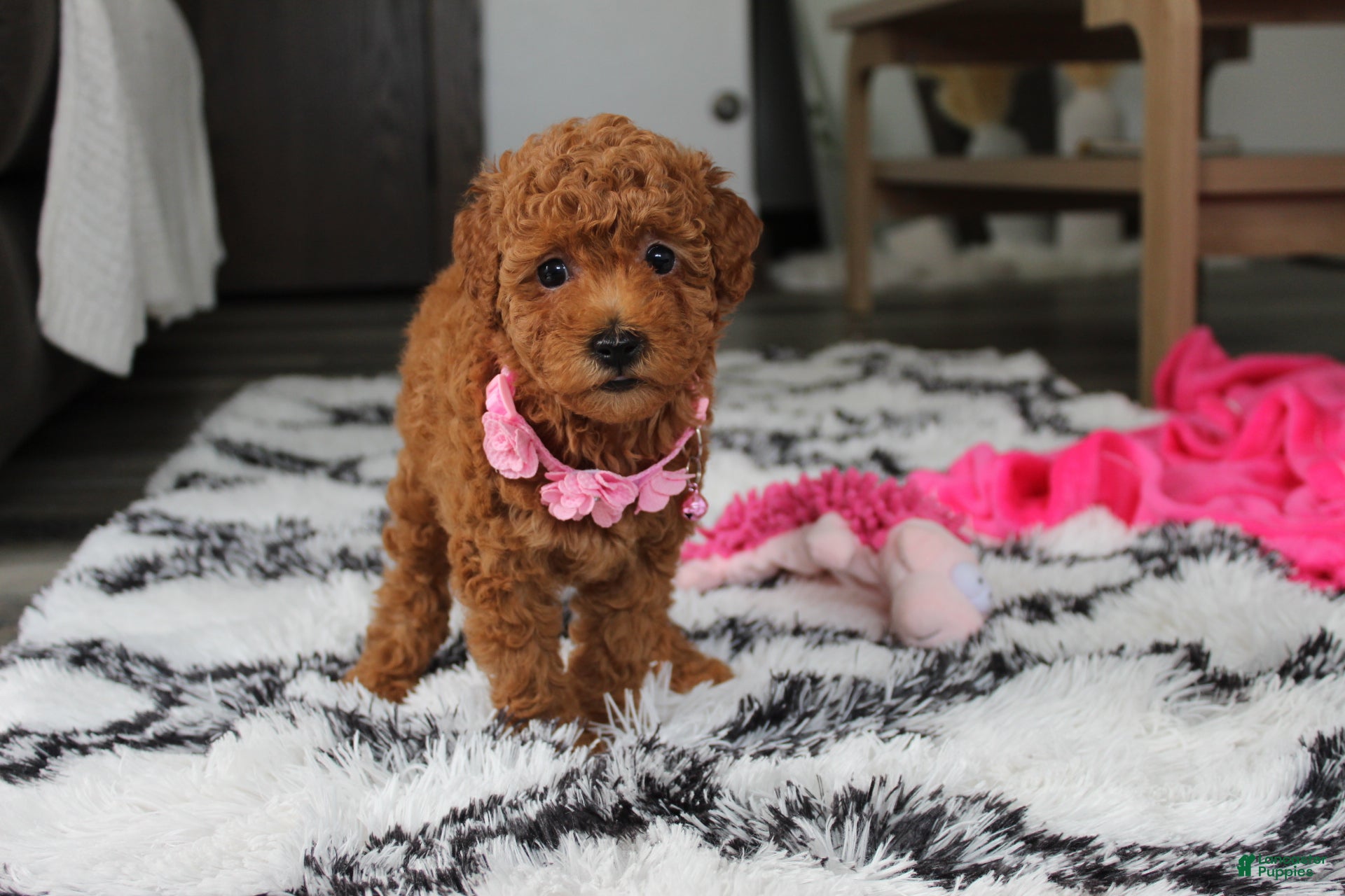 Bichpoo dogs Jenny - Ad 2
