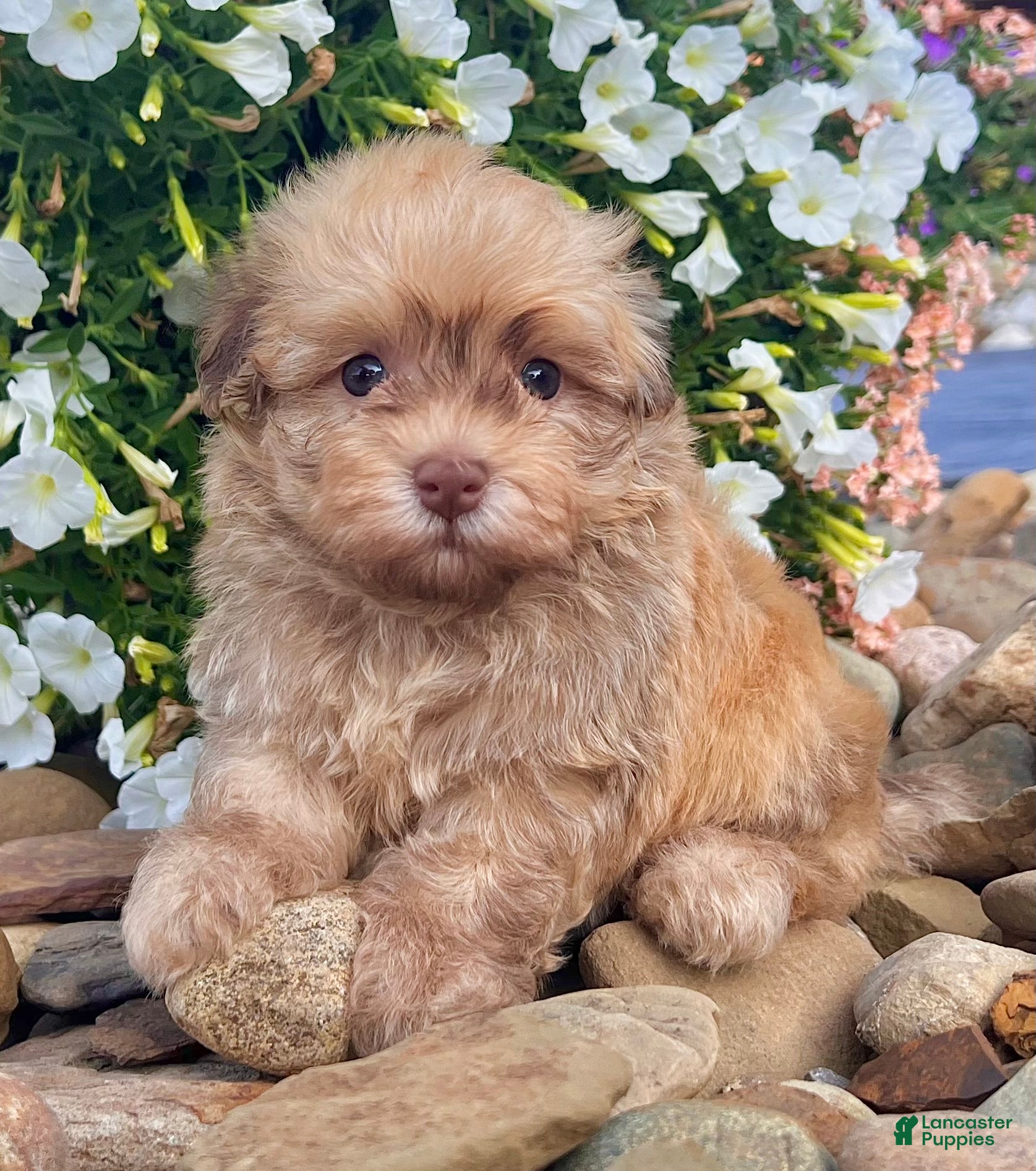 Havanese dogs Oscar - Ad 2