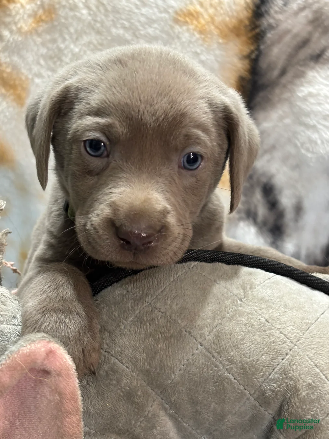 Labrador Retriever dogs for sale: Boon - Ad 1