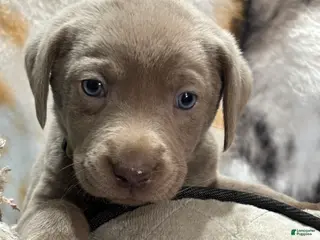 Labrador Retriever dogs for sale: Boon - Ad 4