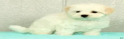 Maltese dogs for sale: Benji - Ad 5