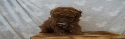 Miniature Poodle dogs for sale: Flora - Ad 3