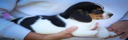 Beagle dogs for sale: Ollie Belle - Ad 7