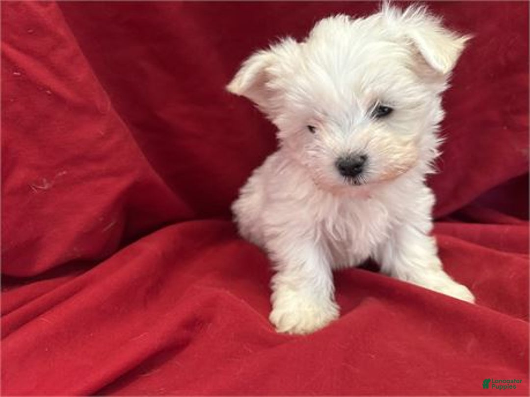 Maltese dogs for sale: Maltese Puppy 1 - Ad 1